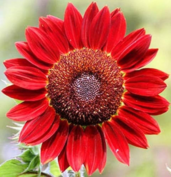 Red Moulin Sunflower Flower Seeds for Planting – Heirloom Non-GMO, High Germination Organic Garden Seeds