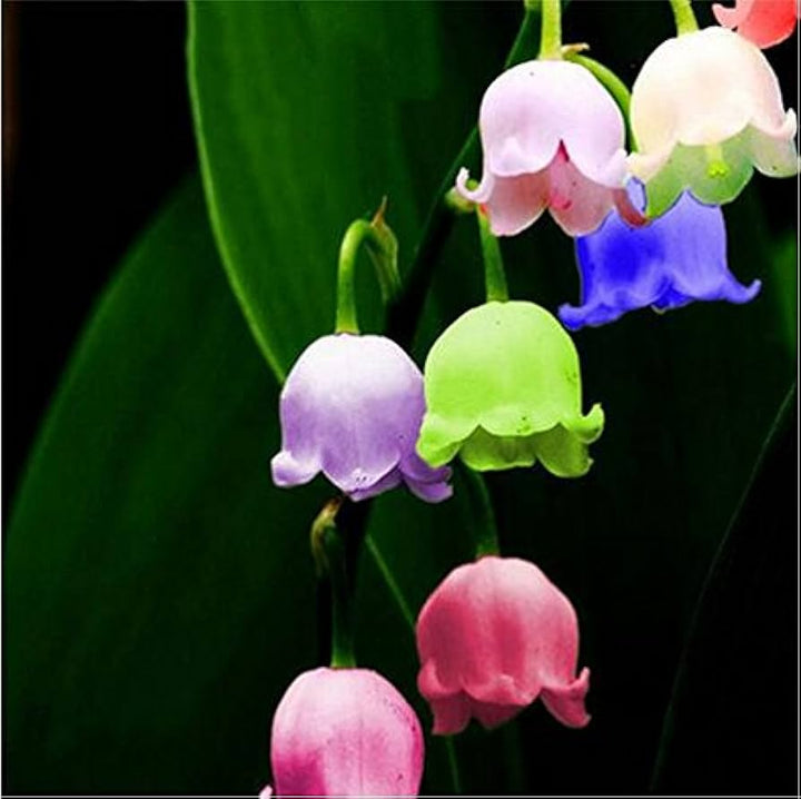 Flower Seeds, Seeds,Seeds For Planting,Plant Seeds