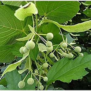 Flower Seeds, Seeds,Seeds For Planting,Plant Seeds