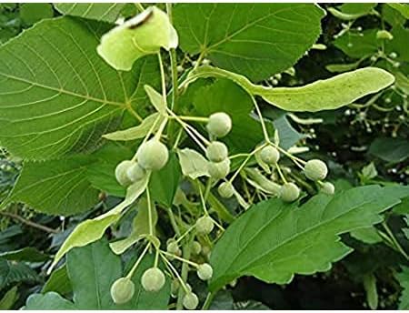 Flower Seeds, Seeds,Seeds For Planting,Plant Seeds