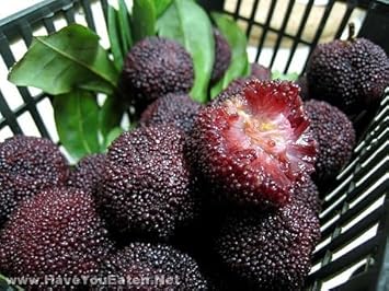 Fruit Seeds,Garden seeds, Seeds For Planting,Plant Seeds