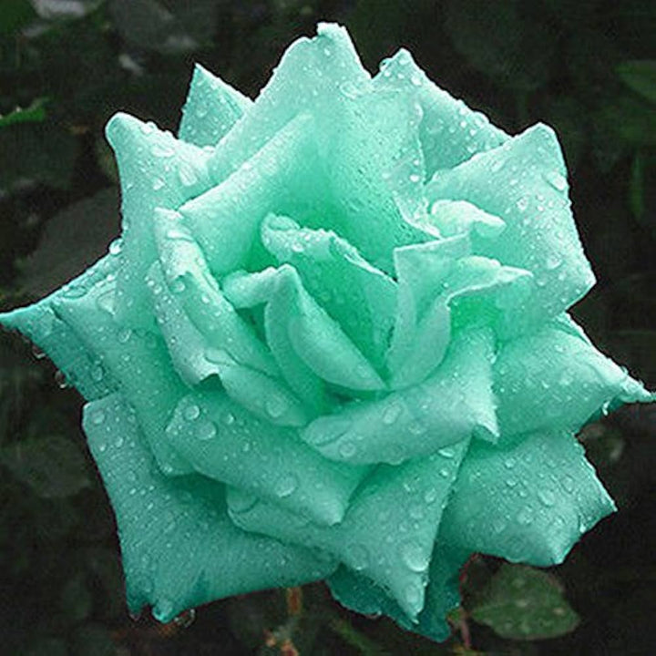 Sea Green Unique Rose Flower Seeds for Planting – Fragrant Blooms, Heirloom, Non-GMO, High Germination Organic Seeds