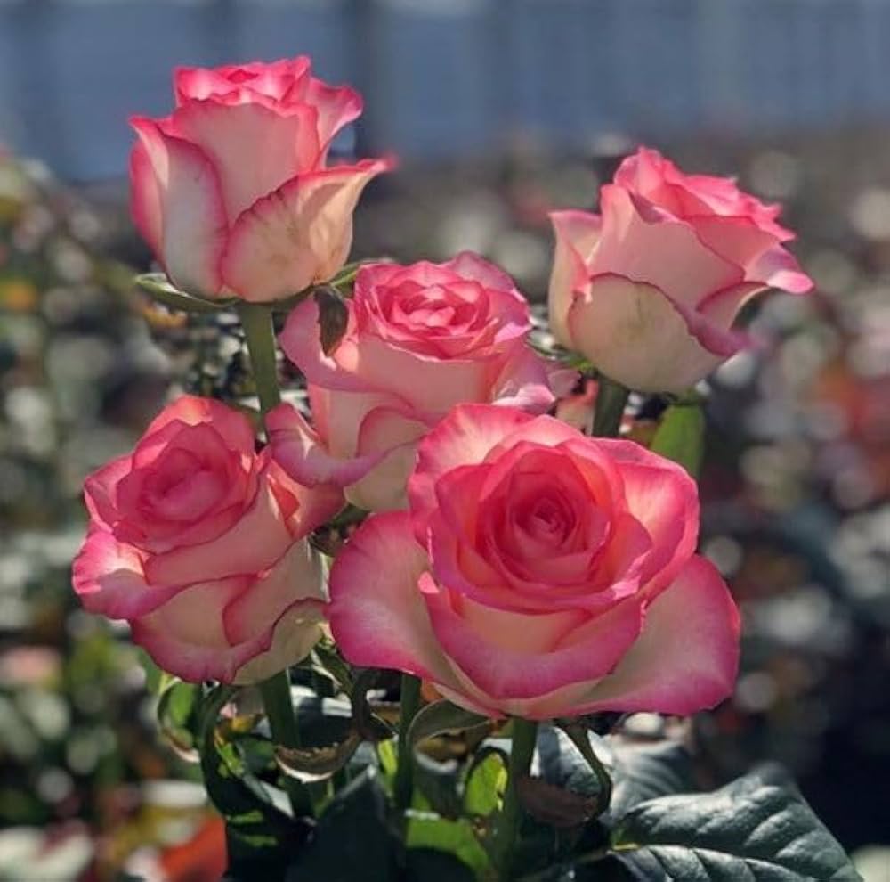Red Holland Rose Flower Seeds for Planting – Heirloom, Non-GMO, High Germination, Easy to Grow