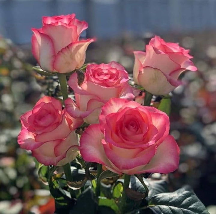 Red Holland Rose Flower Seeds for Planting – Heirloom, Non-GMO, High Germination, Easy to Grow