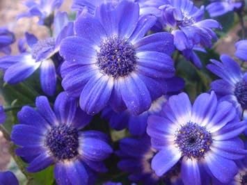 Flower Seeds, Seeds,Seeds For Planting,Plant Seeds