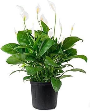 Flower Seeds, Seeds,Seeds For Planting,Plant Seeds