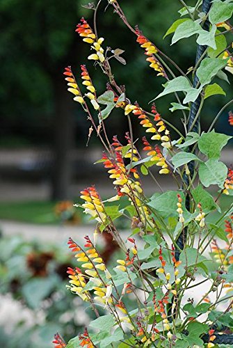 Mina Lobata Flower Seeds for Planting – Bright Blooms, Heirloom Non-GMO High Germination Organic Garden Seeds