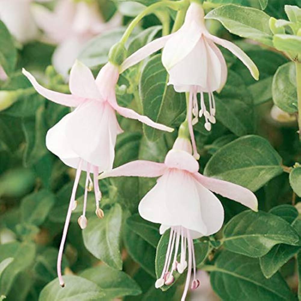 White Fuchsia Hybrida Flower Seeds for Planting – Cut Flower Favorite, Heirloom & Non-GMO Seeds for Home Garden