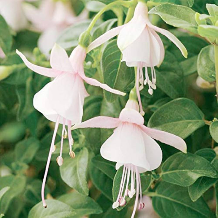 White Fuchsia Hybrida Flower Seeds for Planting – Cut Flower Favorite, Heirloom & Non-GMO Seeds for Home Garden