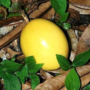Fruit Seeds,Garden seeds, Seeds For Planting,Plant Seeds