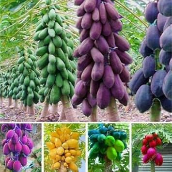 Fruit Seeds,Garden seeds, Seeds For Planting,Plant Seeds