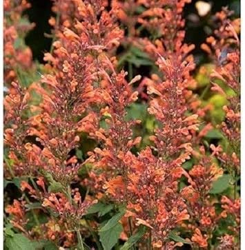 Flower Seeds, Seeds,Seeds For Planting,Plant Seeds