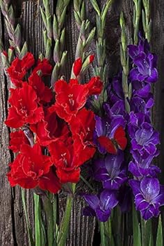 Red Purple Gladiolus Flower Seeds for Planting - Heirloom, Non-GMO, Drought Tolerant Garden Seeds