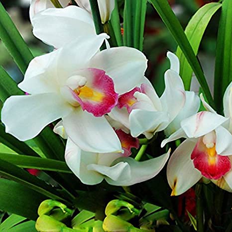 White Orchid Flower Seeds - Heirloom, Non-GMO, Organic Garden Seeds, Bright Blooms
