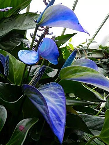 Green Blue Anthurium Linden Flower Seeds for Planting – Heirloom, Non-GMO, Shade-Tolerant Garden Seeds