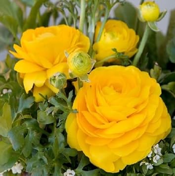 Flower Seeds, Seeds,Seeds For Planting,Plant Seeds