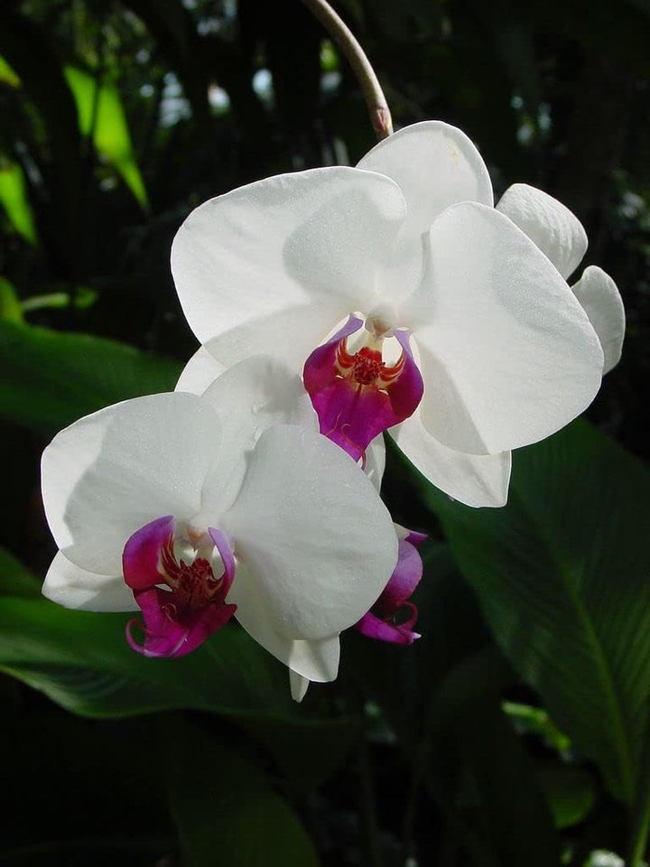 Flower Seeds, Seeds,Seeds For Planting,Plant Seeds