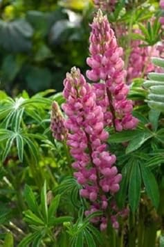 Flower Seeds, Seeds,Seeds For Planting,Plant Seeds