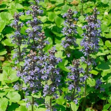 Flower Seeds, Seeds,Seeds For Planting,Plant Seeds