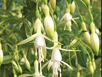 Flower Seeds, Seeds,Seeds For Planting,Plant Seeds