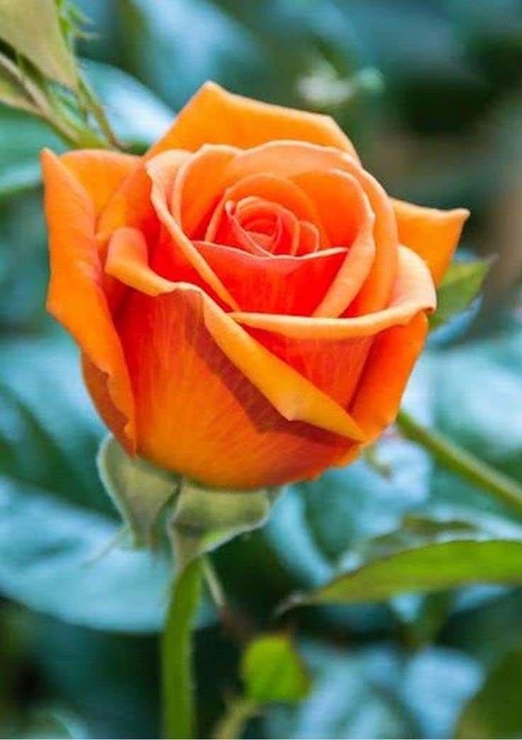 Flower Seeds, Seeds,Seeds For Planting,Plant Seeds