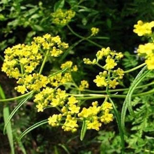 Flower Seeds, Seeds,Seeds For Planting,Plant Seeds
