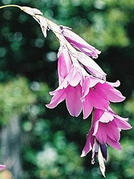 Flower Seeds, Seeds,Seeds For Planting,Plant Seeds