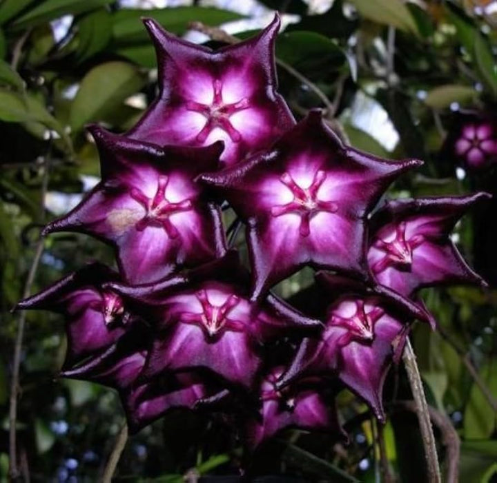 Light Violet Hoya Carnosa Flower Seeds for Planting – Heirloom, Non-GMO, Bright Blooms, High Germination