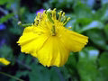 Celidonia Flower Seeds for Planting – Low Maintenance Heirloom, Non-GMO, High Germination Garden Seeds