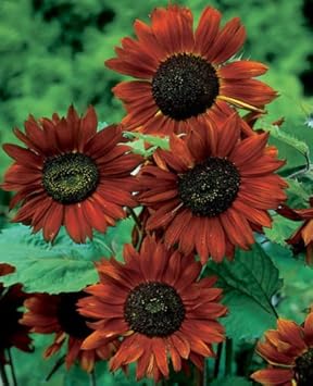 Maroon Sunflower Flower Seeds for Planting | Heirloom Non-GMO Organic Garden Seeds