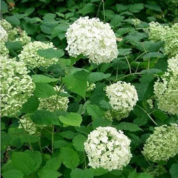 Flower Seeds, Seeds,Seeds For Planting,Plant Seeds