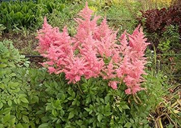 Flower Seeds, Seeds,Seeds For Planting,Plant Seeds