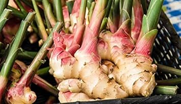 Vegetable Seeds,Garden seeds, Seeds For Planting,Plant Seeds