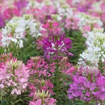 Pink Cleome Flower Seeds for Planting – Heirloom, Non-GMO, Low Maintenance Garden Seeds
