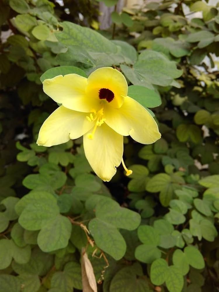 Yellow Bauhinia Flower Seeds – Cut Flower Favorite, Heirloom & Non-GMO Seeds for Home Garden