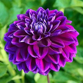 Flower Seeds, Seeds,Seeds For Planting,Plant Seeds