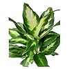Aglaonema Green Mix for Planting – Heirloom, Non-GMO, Shade Tolerant, High Germination Organic Garden Seeds