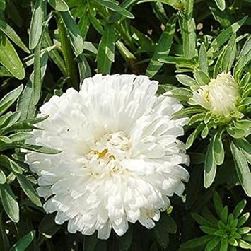 Flower Seeds, Seeds,Seeds For Planting,Plant Seeds