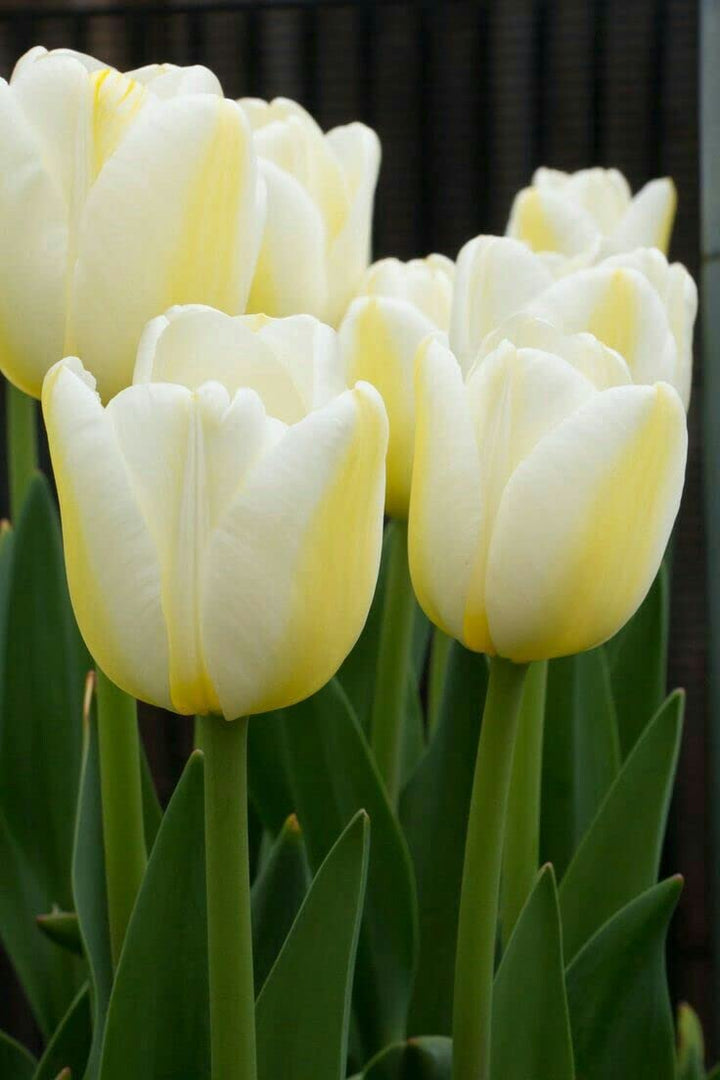 Light Yellow Tulip Flower Seeds for Planting – Heirloom Non-GMO, High Germination Organic Garden Seeds