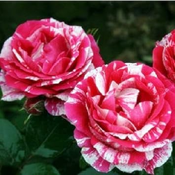 Flower Seeds, Seeds,Seeds For Planting,Plant Seeds