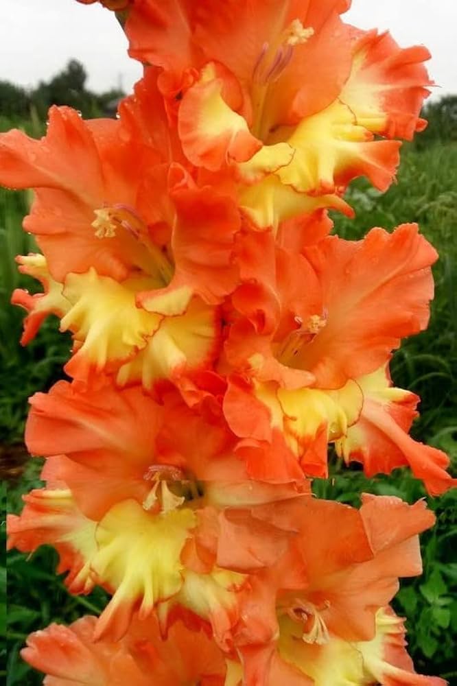 Yellow Orange Gladiolus Flower seeds for Planting – Colorful Display, Heirloom, Non-GMO Home Garden