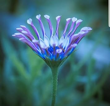 Flower Seeds, Seeds,Seeds For Planting,Plant Seeds