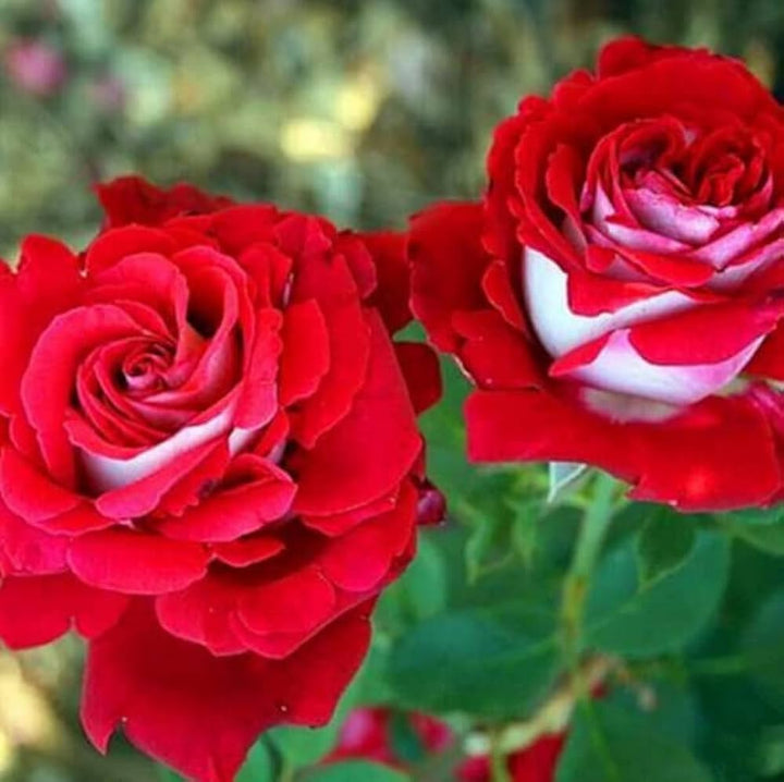 Dark Red White Rare Rose Flower Seeds for Planting – Heirloom, Non-GMO, High Germination Organic Garden Seeds