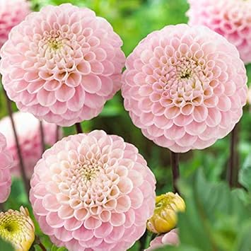 Flower Seeds, Seeds,Seeds For Planting,Plant Seeds