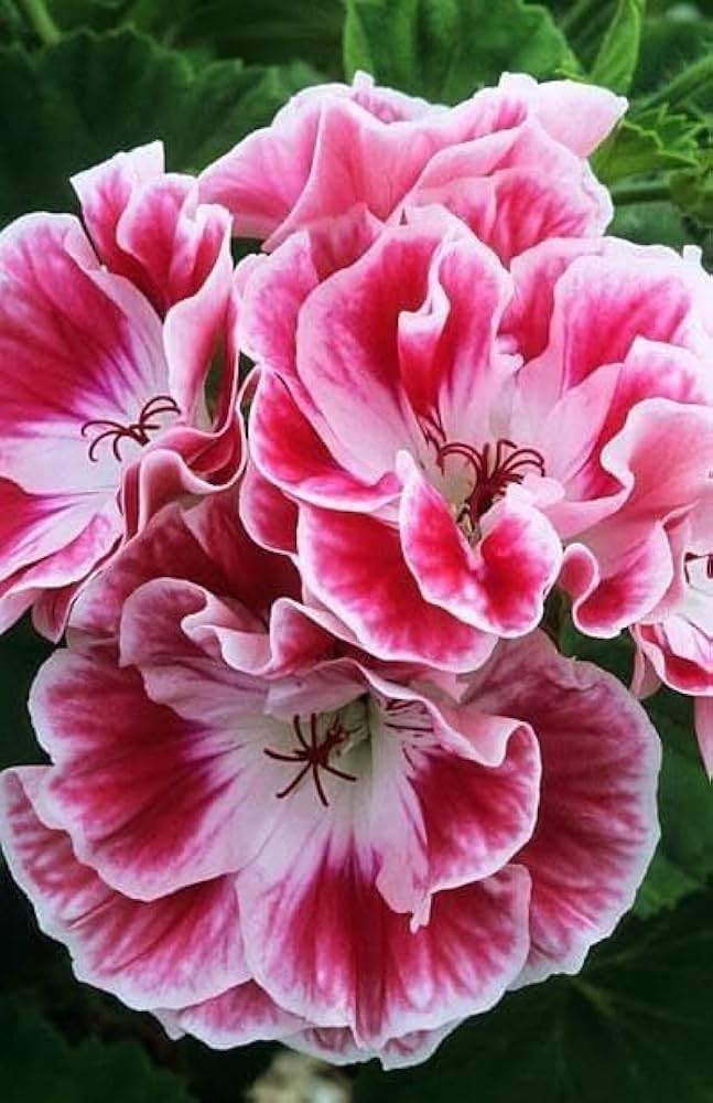Geranium Flower Seeds for Planting, Pink – Shade Tolerant, Heirloom, Non-GMO, High Germination Organic Garden Seeds