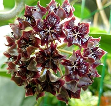 Flower Seeds, Seeds,Seeds For Planting,Plant Seeds