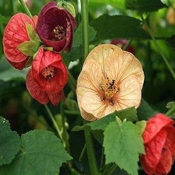 Flower Seeds, Seeds,Seeds For Planting,Plant Seeds