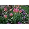 Pink Yellow Tulip Flower Seeds – Heirloom, Non-GMO, High Germination Organic Garden Seeds for Planting
