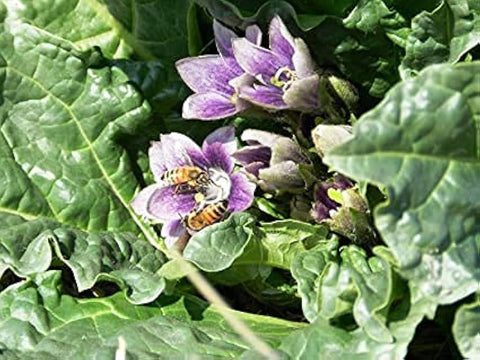 Flower Seeds, Seeds,Seeds For Planting,Plant Seeds