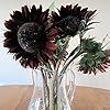 Black Sunflower Flower Seeds for Planting – Heirloom, Non-GMO, High Germination Organic Garden Seeds